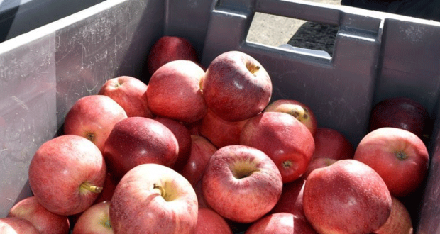 Distribution Gratuite de Pommes Locales Issues de l'Agriculture Durable