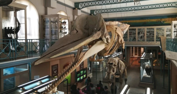 Entrée gratuite au Musée d'Histoire Naturelle de Lille