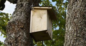 Distribution Gratuite de Refuges à Chauve-Souris et de Nichoirs à Oiseaux