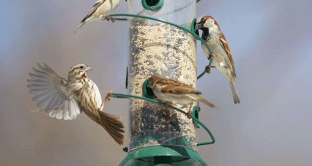 Distribution gratuite de 18 000 sachets de graines pour oiseaux