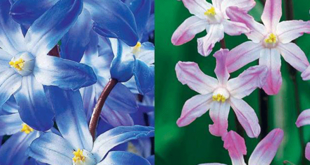 Distribution gratuite de bulbes de tulipes et de gloire des neiges