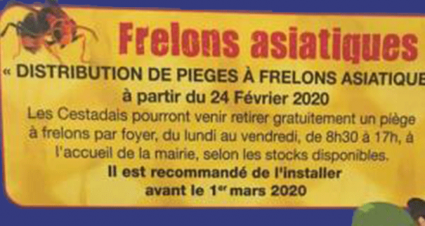 Distribution gratuite de pièges à frelons asiatiques - Cestas