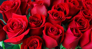 Distribution gratuite de roses dans plusieurs stations de Métro