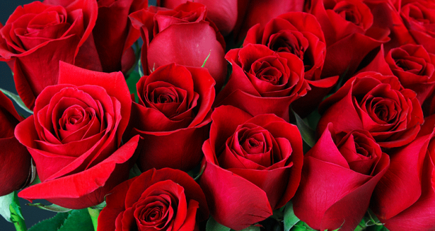 Distribution gratuite de roses dans plusieurs stations de Métro