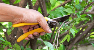 Initiation gratuite à la taille des arbres fruitiers