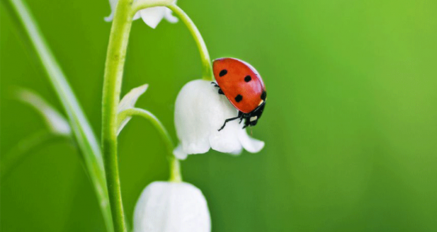 Distribution gratuite de larves de pontes de coccinelles