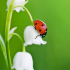 Distribution gratuite de larves de pontes de coccinelles