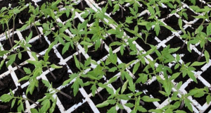 Dons de 40 000 plants de tomates