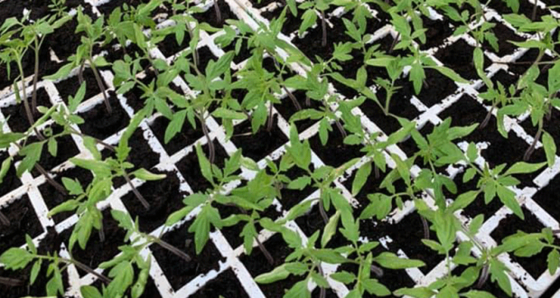 Dons de 40 000 plants de tomates