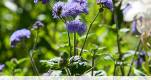 Distribution gratuite de 5000 plants de fleurs