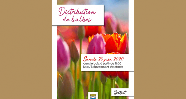 Distribution gratuite de bulbes de tulipes et de narcisses