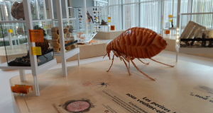 Entrée Gratuite à la Maison des Insectes