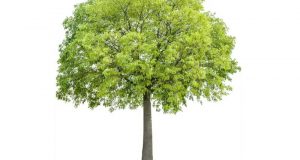Distribution gratuite de jeunes arbres