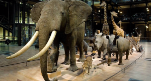 Entrée Gratuite au Musée d'Histoire Naturelle - Lille