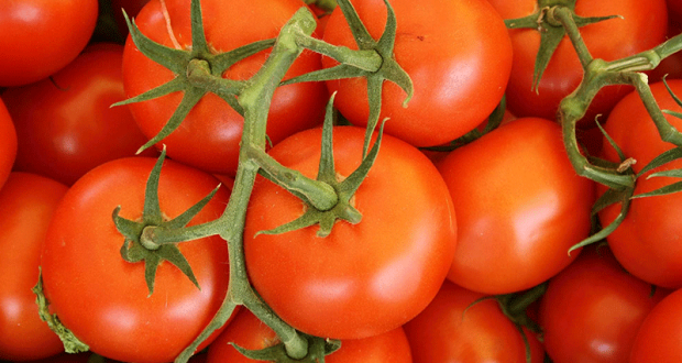 Tomates bio offertes en libre accès