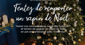 20 sapins de Noël en pot offerts