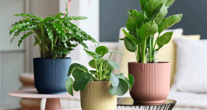 30 lots de 3 pots ELHO offerts