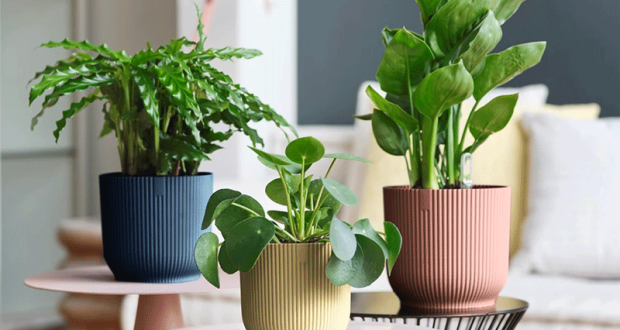 30 lots de 3 pots ELHO offerts