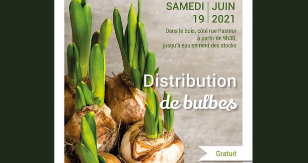 Distribution Gratuite de Bulbes de Tulipes