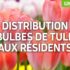 Distribution Gratuite de Bulbes de Tulipes