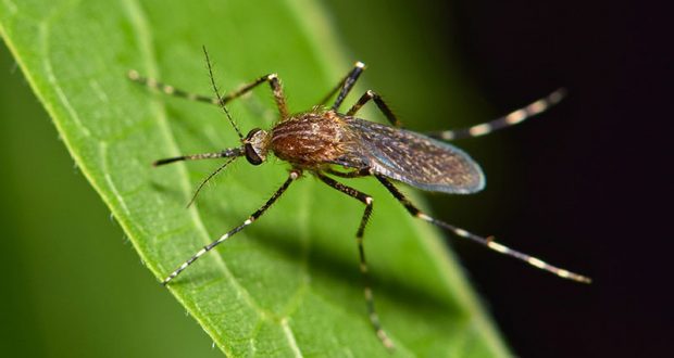 Distribution Gratuite de larvicide