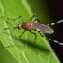 Distribution Gratuite de larvicide