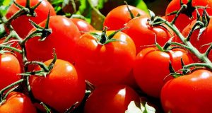 Distribution gratuite de Tomates bio en libre service