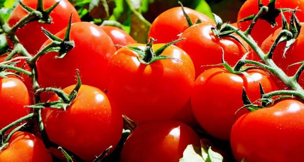 Distribution gratuite de Tomates bio en libre service