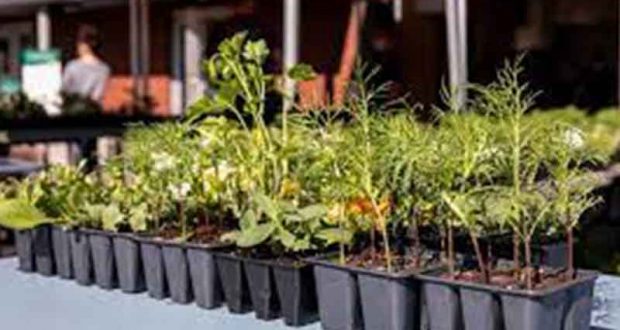 Distribution Gratuite de plantes