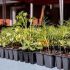 Distribution Gratuite de plantes