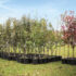 Distribution gratuite de 2000 arbres