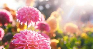 Distribution gratuite de Dahlias et de Cannas