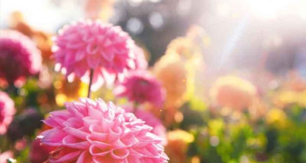 Distribution gratuite de Dahlias et de Cannas