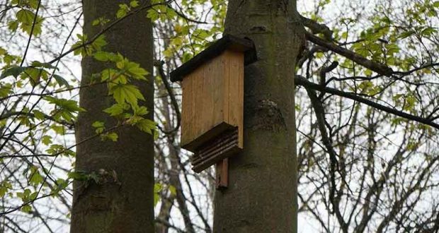 Distribution gratuite de nichoirs à chauve-souris