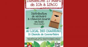 Distribution gratuite de nichoirs à chauve-souris en bois