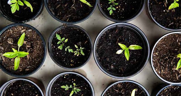 Distribution gratuite de plantes et de graines