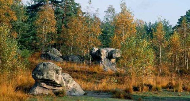 Visite Guidée Gratuite de la Forêt de Fontainebleau