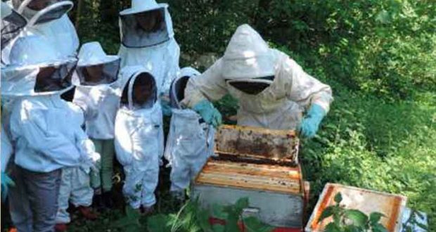 Atelier découverte de l'apiculture à Ferrières-en-Brie