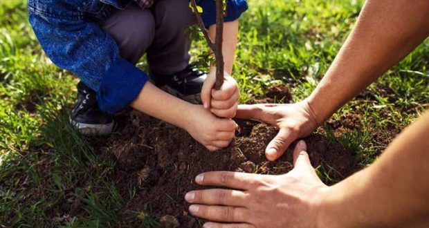 Distribution gratuite d'un arbre ou d'un lot de 3 arbustes