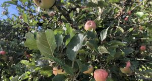 Cueillette gratuite des pommes du verger communal de Charmoy