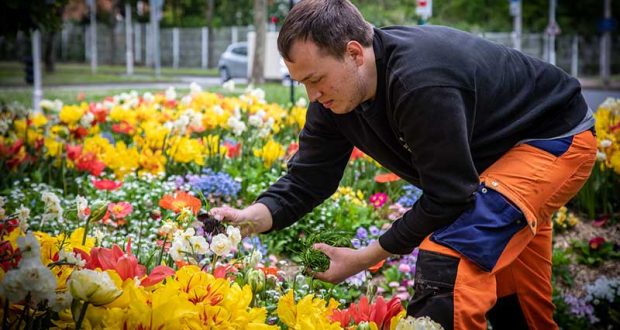 Distribution gratuite de plantes - Évry-Courcouronnes