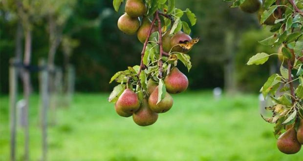 Distribution Gratuite de 5450 arbres fruitiers