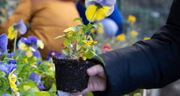 Distribution gratuite de plantes bisannuelles