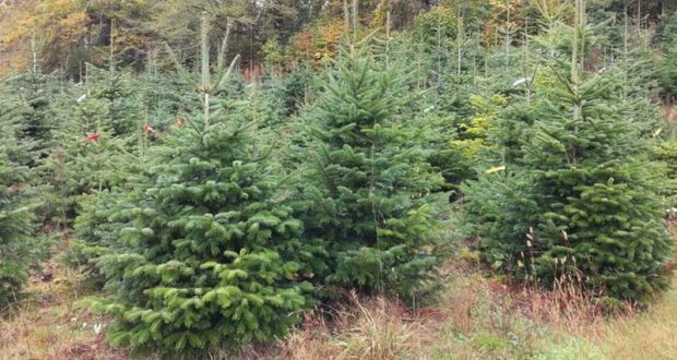 Sapins de Noël naturel gratuit