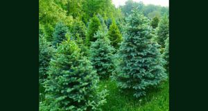 Distribution Gratuite de Sapins de Noël Naturels