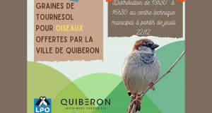 Distribution gratuite de graines de tournesol pour oiseaux