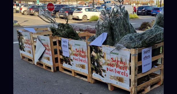 Sapins de Noël offerts