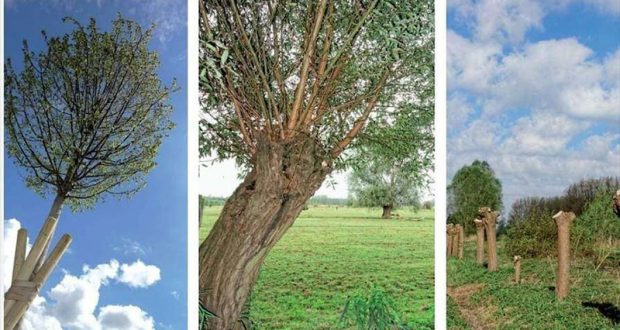 Distribution Gratuite d'Arbres Perches de Saules