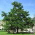 Distribution Gratuite d'Arbres Fruitiers