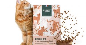 Échantillons gratuits de croquettes pour chat Ziggy